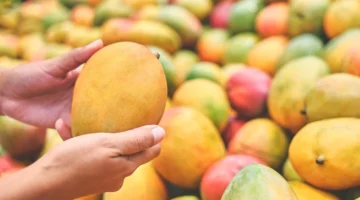 بدء منح أذون تصدير المانجو المصرية إلى الأردن