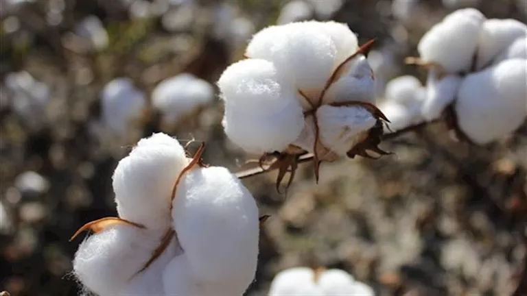 الزراعة تجهز 79 ألف شيكارة من تقاوي القطن استعدادًا لموسم 2026