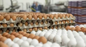 خريطة الأسعار اليوم: ارتفاع البيض والطماطم والذهب