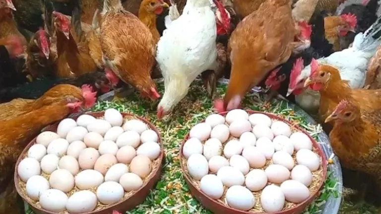 انخفاض البيض.. أسعار الدواجن اليوم الثلاثاء بالأسواق (موقع رسمي)