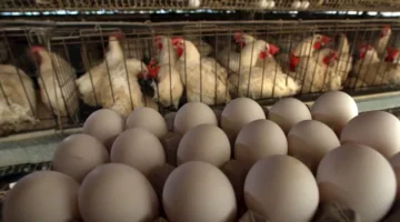 انخفاض أسعار الدواجن وارتفاع البيض اليوم الخميس بالأسواق (موقع رسمي)