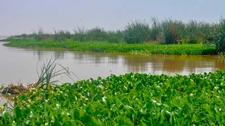 4 فوائد طبية لورد النيل تحوله من تحدٍ بيئي إلى صناعات