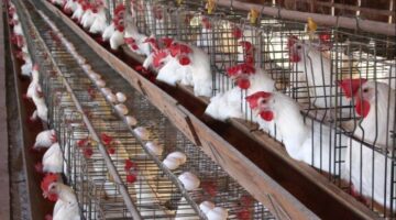 أسعار الدواجن والبيض اليوم الاثنين 23 مارس 2026