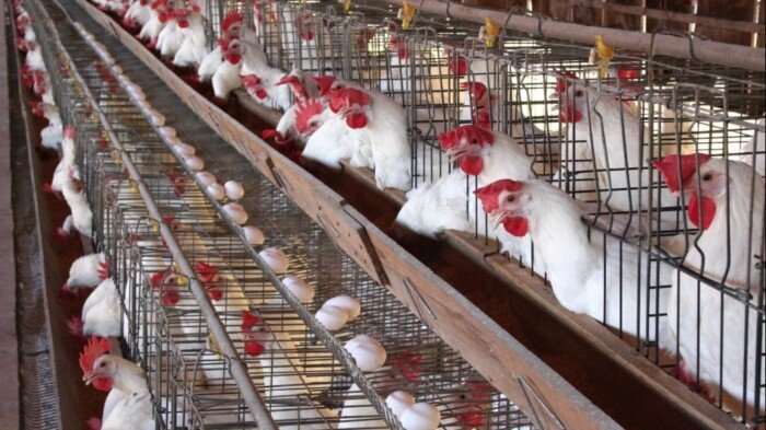 أسعار الدواجن والبيض اليوم الاثنين 23 مارس 2026