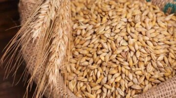 سعر طن الأرز الشعير اليوم الجمعة 27 مارس 2026
