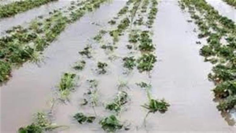 «الزراعة»: أمطار غزيرة بدءاً من الغد.. وعلى المزارعين التوقف عن الرش والتسميد