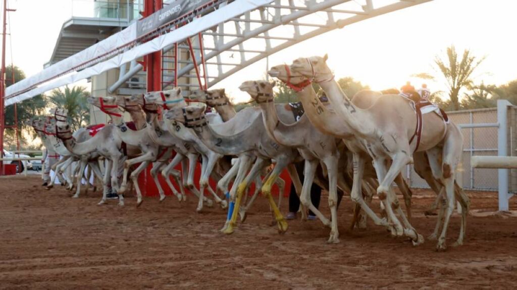 الشاهينية لهجن العاصفة تتوهج في تحدي «عمالقة» ختامي المرموم