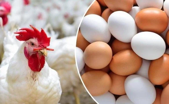 بكم الفراخ البيضاء؟.. أسعار الدواجن والبيض اليوم الثلاثاء 31 مارس 2026