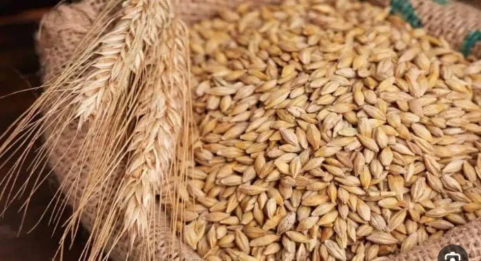 سعر الأرز الشعير اليوم الثلاثاء 31 مارس 2026.. الحبة العريضة والرفيعة بكام؟