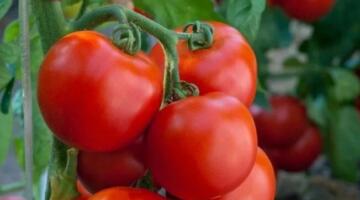 سعر الطماطم اليوم الثلاثاء 31 مارس 2026 في الأسواق