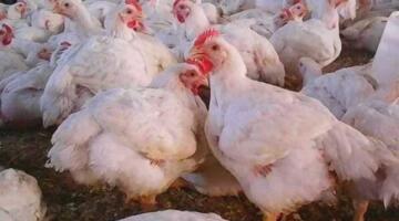 سعر كيلو الدواجن البيضاء بعد الانخفاض الجديد