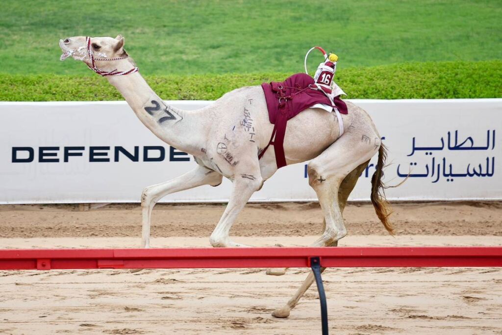 شعارات «الثنايا» تتألق في منافسات ختامي المرموم