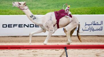 شعارات «الثنايا» تتألق في منافسات ختامي المرموم