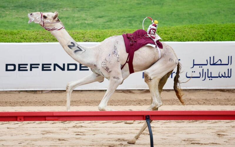 شعارات «الثنايا» تتألق في منافسات ختامي المرموم