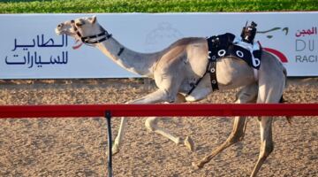 «ودّ» تحلّق بلقب الحول و«البصير» بطل الزمول في مهرجان المرموم