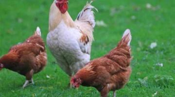 بورصة الدواجن اليوم.. أسعار الفراخ البيضاء وكرتونة البيض في الأسواق.