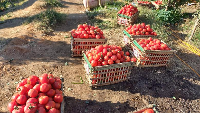 سعر الطماطم في الأسواق اليوم.. كيف يمكن الشراء بأثمان مخفضة؟