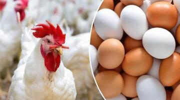 سعر الفراخ البيضاء اليوم في بورصة الدواجن