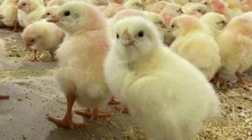 سعر الكتكوت الأبيض اليوم الجمعة 3 أبريل 2026