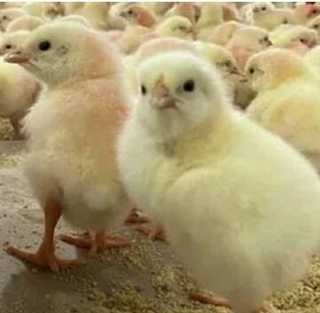 سعر الكتكوت الأبيض اليوم الجمعة 3 أبريل 2026