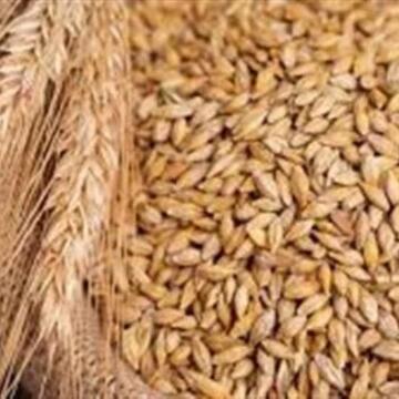 سعر طن الأرز الشعير اليوم الثلاثاء 7 أبريل 2026 بالأسواق