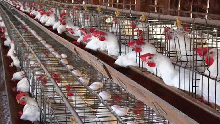 صعود أسعار الدواجن وتراجع البيض اليوم الأحد بالأسواق (موقع رسمي)