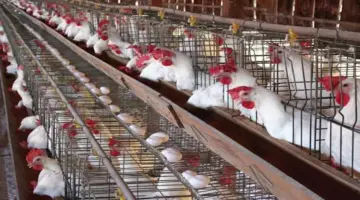 صعود أسعار الدواجن وتراجع البيض اليوم الثلاثاء بالأسواق (موقع رسمي)