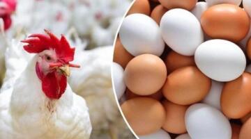 مستجدات جديدة.. أسعار الدواجن والبيض اليوم الثلاثاء 7 أبريل 2026