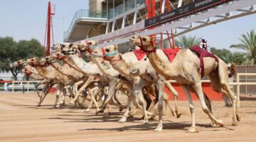 مهرجان ختامي المرموم 2026 يعزز صدارته بأرقام قياسية ومشاركة كبيرة