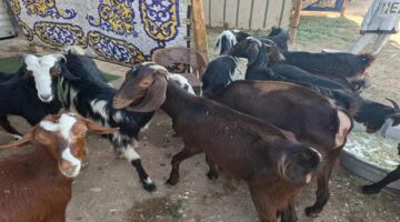 أماكن شوادر وزارة الزراعة لبيع أضاحي العيد بالمحافظات.. سعر الكيلو قائم