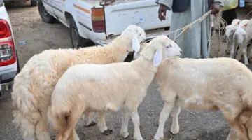 صحيفة المرصد – أمانة جدة تخصص 10 مواقع لبيع الأنعام عبر السيارات المتنقلة خلال موسم حج 1447هــ