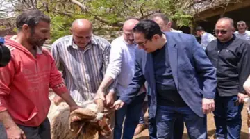 من داخل حقول الزراعة.. شاهد رئيس جامعة القاهرة يتابع موسم حصاد القمح