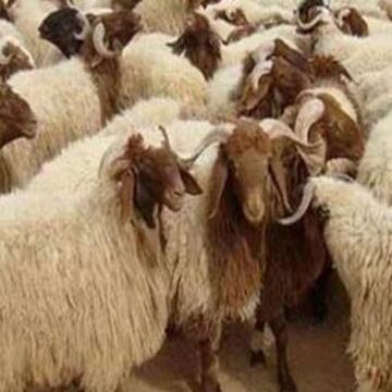منعا للغرامة والمساءلة القانونية.. 3 طرق للتخلص الآمن من مخلفات الذبح في عيد الأضحى