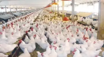 أستاذ بعين شمس يكشف مفاجأة بشأن حقن الدجاج بالهرمونات