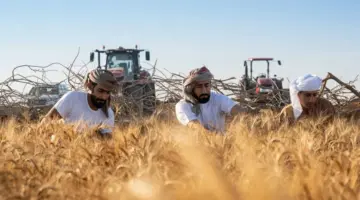 قمح الشارقة يتجاوز7 سنابل بنسبة بروتين 19.3%
