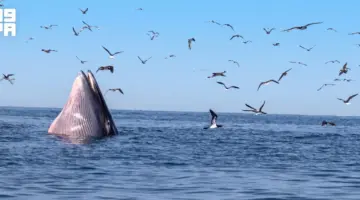 رصد حوت بريدي يظهر بشكل متكرر في محمية جزر فرسان السعودية