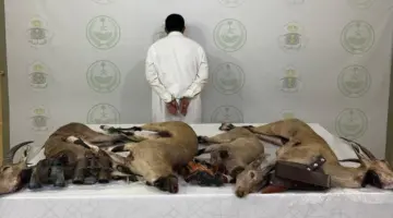 ضبط مواطن في عسير بحوزته سلاح ناري بعد صيده وعلاً مهدداً بالانقراض